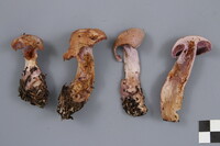 Cortinarius camphoratus image